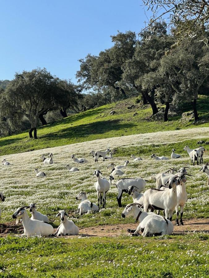 Monte Dos Pensamentos - Turismo Rural Estremoz Eksteriør bilde