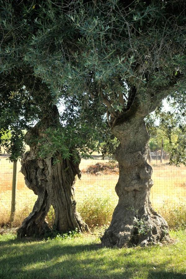 Monte Dos Pensamentos - Turismo Rural Estremoz Eksteriør bilde